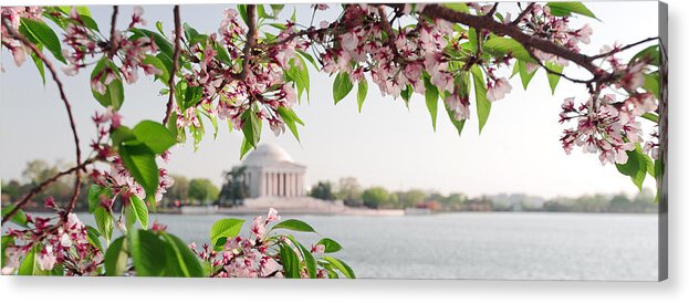 America Acrylic Print featuring the photograph Cherry Blossoms and the Jefferson Memorial Panorama by Mitchell R Grosky
