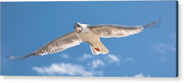 Bird Acrylic Print featuring the photograph Feel the Freedom by Andreas Berthold