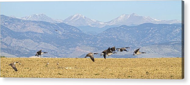 Cackling Goose Acrylic Print featuring the photograph Flying Canadian Geese Rocky Mountains Panorama 2 by James BO Insogna