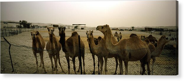 Photography Acrylic Print featuring the photograph Herd Of Camels In A Farm, Abu Dhabi by Panoramic Images