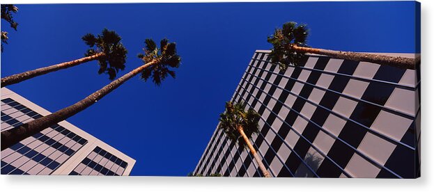 Photography Acrylic Print featuring the photograph Low Angle View Of Palm Trees In Front by Panoramic Images