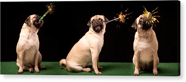 Pets Acrylic Print featuring the photograph New Years Eve celebration by DarrensProFotos