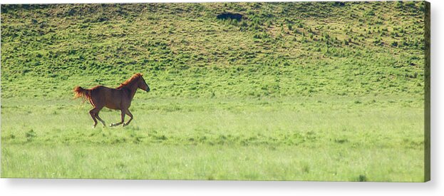 Alkali Creek Acrylic Print featuring the photograph Runaway Colt Panorama by Mary Lee Dereske