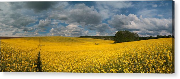 Landscape Acrylic Print featuring the photograph Spring at oilseed rape field by Davorin Mance
