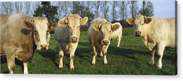 Mp Acrylic Print featuring the photograph Domestic Cattle Bos Taurus Charolais #2 by Cyril Ruoso