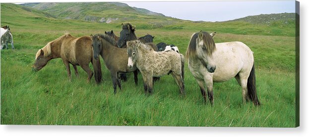 Mp Acrylic Print featuring the photograph Domestic Horse Equus Caballus Herd by Cyril Ruoso