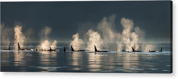 Southeast Alaska Acrylic Print featuring the photograph A Group Of Orca Killer Whales Come by John Hyde