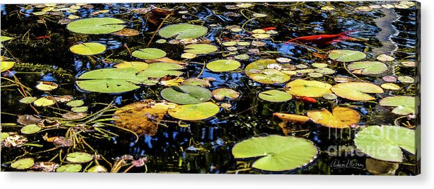 Lily Pad Acrylic Print featuring the photograph Lily Pads by Adam Morsa