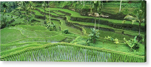 Mp Acrylic Print featuring the photograph Rice Oryza Sativa Paddy In The Ubud by Cyril Ruoso