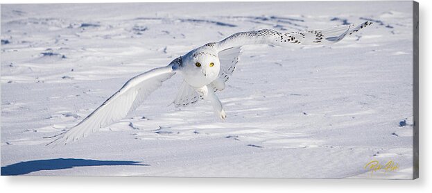 Animals Acrylic Print featuring the photograph Skimming the Snow by Rikk Flohr
