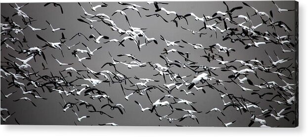  Acrylic Print featuring the photograph Take Wing 2 by Darcy Dietrich