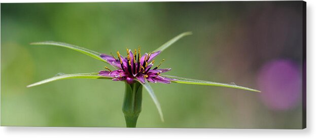 Purple Acrylic Print featuring the photograph Twinkle Twinkle by Richard Patmore