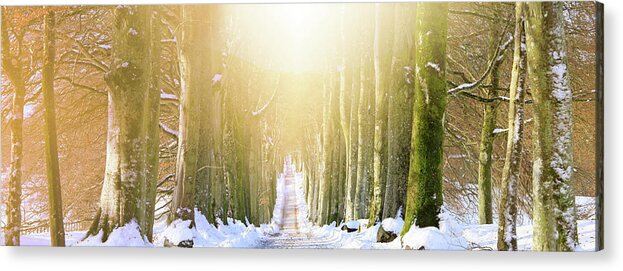 Scenics Acrylic Print featuring the photograph Long, Snowy Tree-lined Avenue by Kathy Collins