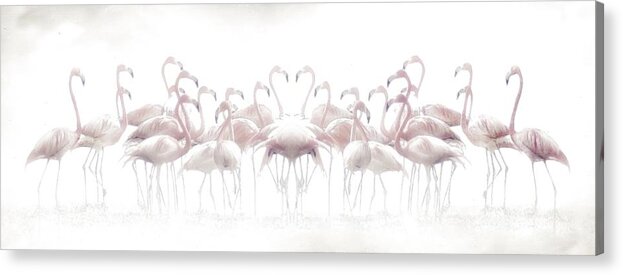 Mirrored Acrylic Print featuring the photograph Meeting by Anna Cseresnjes