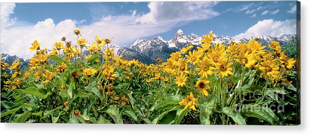 Dave Welling Acrylic Print featuring the photograph Panoramic Balsamroot Below The Teton Range by Dave Welling