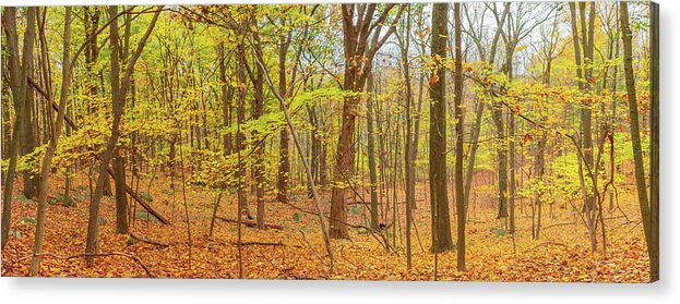 Fall Acrylic Print featuring the photograph Yellow Enchanted Forest by Auden Johnson