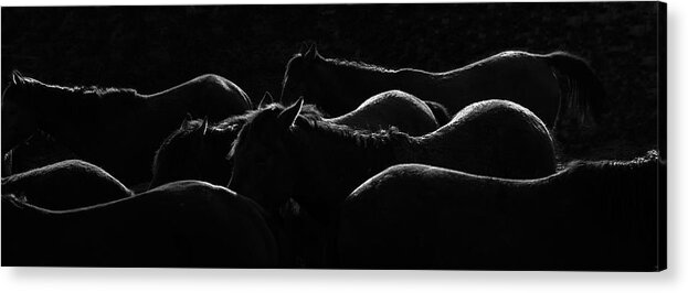 Horse Acrylic Print featuring the photograph Herd Of Horse #1 by Okeyphotos