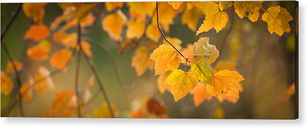 Autumn Acrylic Print featuring the photograph Golden Fall Leaves by Joye Ardyn Durham