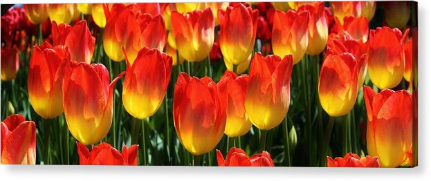 Flora Acrylic Print featuring the photograph Blazing Color by Bruce Bley