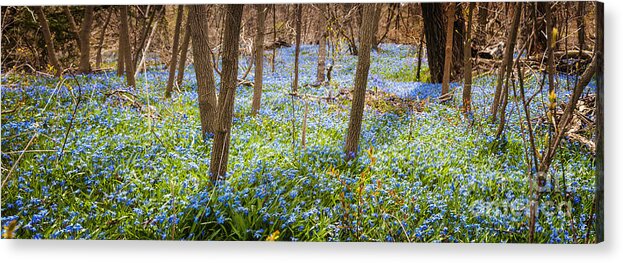 Flowers Acrylic Print featuring the photograph Carpet of blue flowers in spring forest 3 by Elena Elisseeva