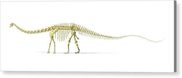 Jurassic Acrylic Print featuring the digital art Diplodocus Dinosaur Skeleton, Artwork by Leonello Calvetti