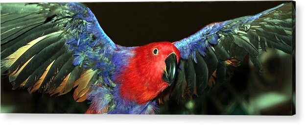 Eclectus Acrylic Print featuring the photograph Electric Eclectus by Andrea Lazar