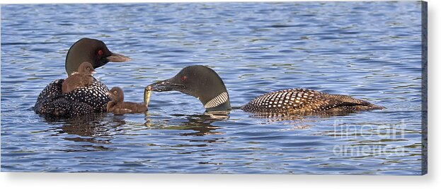 Birds Acrylic Print featuring the photograph Feeding Time for Loon Chicks by Jim Block
