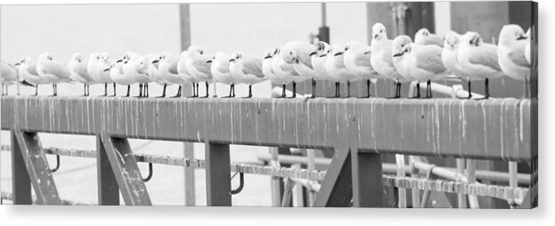 Birds Acrylic Print featuring the photograph Seagulls in a Row by Chevy Fleet