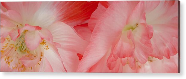 Poppies Acrylic Print featuring the photograph Shirley Poppies by Theresa Tahara