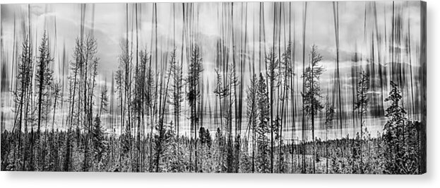 Forest Acrylic Print featuring the photograph The Edge Of The Clear-cut by Theresa Tahara