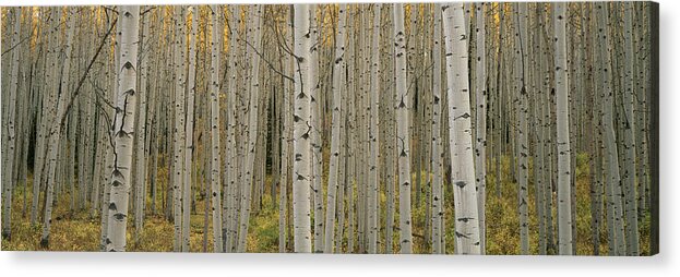 Aspen Tree Acrylic Print featuring the photograph Aspen Grove In Fall, Kebler Pass by Ron Watts