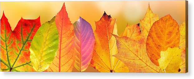 Autumn Leaves Acrylic Print featuring the painting Autumn Leaves by Fine Art Photography