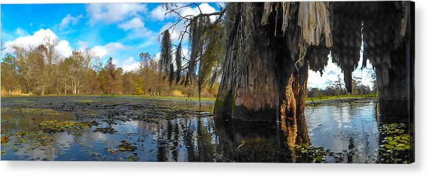 Orcinusfotograffy Acrylic Print featuring the photograph Cypress Underbelly by Kimo Fernandez