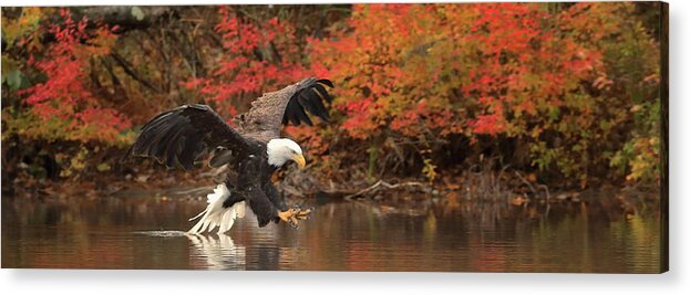 Eagle Acrylic Print featuring the photograph Eagle Fishing Panorama by Duane Cross