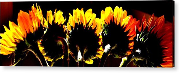 Sunflowers Acrylic Print featuring the photograph Soaking up Sun by Eileen Brymer