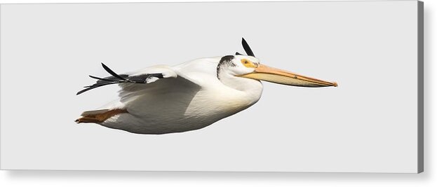 American White Pelican Acrylic Print featuring the photograph Isolated Pelican 2016-1 by Thomas Young