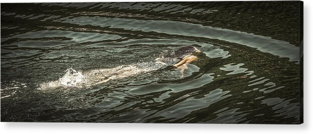 Mermaid Acrylic Print featuring the photograph Mermaid Swimming by David Kay