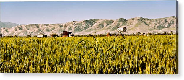 Landscape Acrylic Print featuring the photograph Summer Wheatfield by Gilbert Artiaga