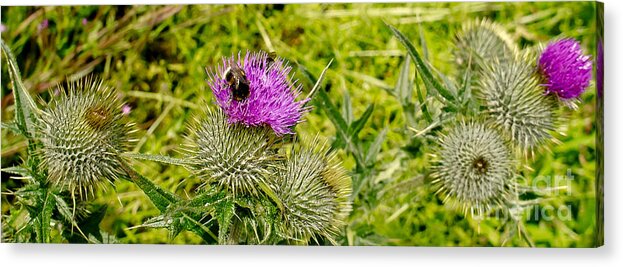 Thistle Acrylic Print featuring the photograph Thistle and Bumblebee. by Elena Perelman