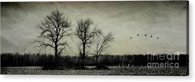Canada Goose Acrylic Print featuring the photograph Flight by RicharD Murphy