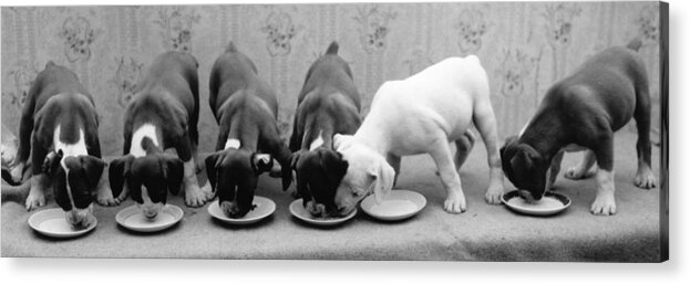 Milk Acrylic Print featuring the photograph Greedy Pup by Fred Morley