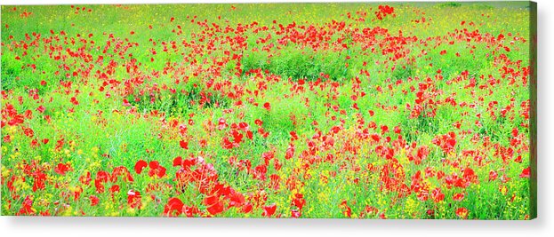 Scenics Acrylic Print featuring the photograph Wild Poppies, Pembrokeshire, Wales by Chris Ladd