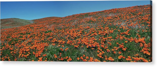 Tom Daniel; Photo; Photography; Photographer; Tom Daniels; California; Ca; Usa; West; American West; Flower; Flowers; Wildflower; Wildflowers; Bloom; Horizontal; Lancaster; Poppy; Poppies; Antelope Valley; State Flower Acrylic Print featuring the photograph Antelope Valley Poppy Reserve by Tom Daniel