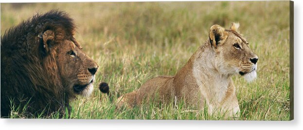 Africa Acrylic Print featuring the photograph Lion and Lioness on African Safari by Bonnie Colgan