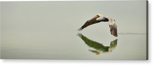 Pelican Acrylic Print featuring the photograph Morning Glide by Brad Barton