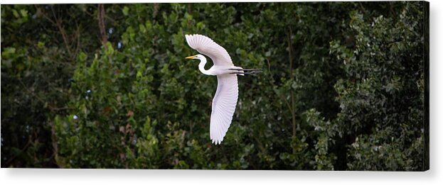 Great Egret Acrylic Print featuring the photograph White Great Egret by Crystal Wightman