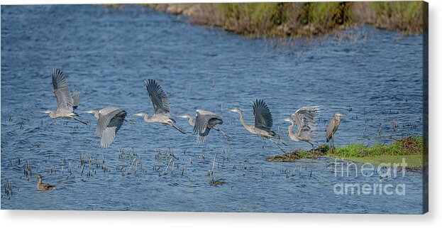 Great Blue Heron Acrylic Print featuring the photograph Taking Flight by Amfmgirl Photography