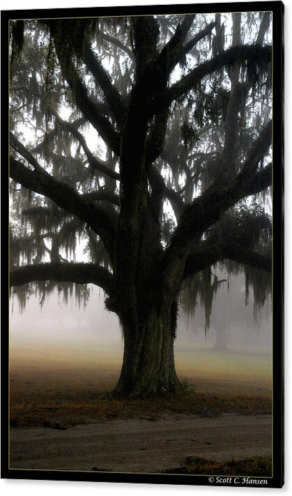 Lowcountry Acrylic Print featuring the photograph Mossy Oak by Scott Hansen
