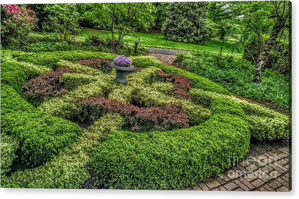 New Jersey Acrylic Print featuring the photograph Celtic Topiary at Frelinghuysen Arboretum by Christopher Lotito