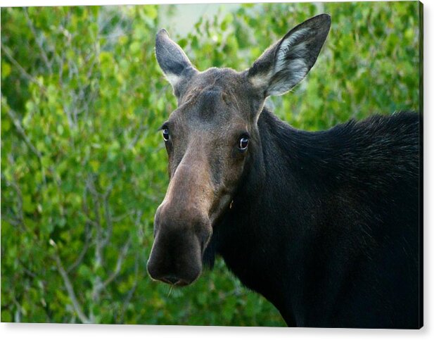 Moose Acrylic Print featuring the photograph Are you looking at me by Catie Canetti
